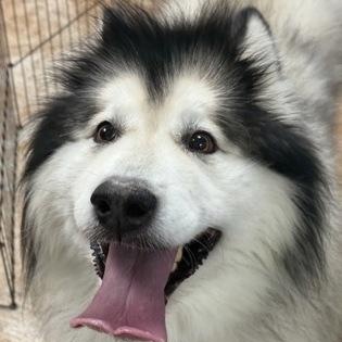 Enlarge Malibu & Diesel , a ADOPTABLE Alaskan Malamute in Worcester, MA image 2/2