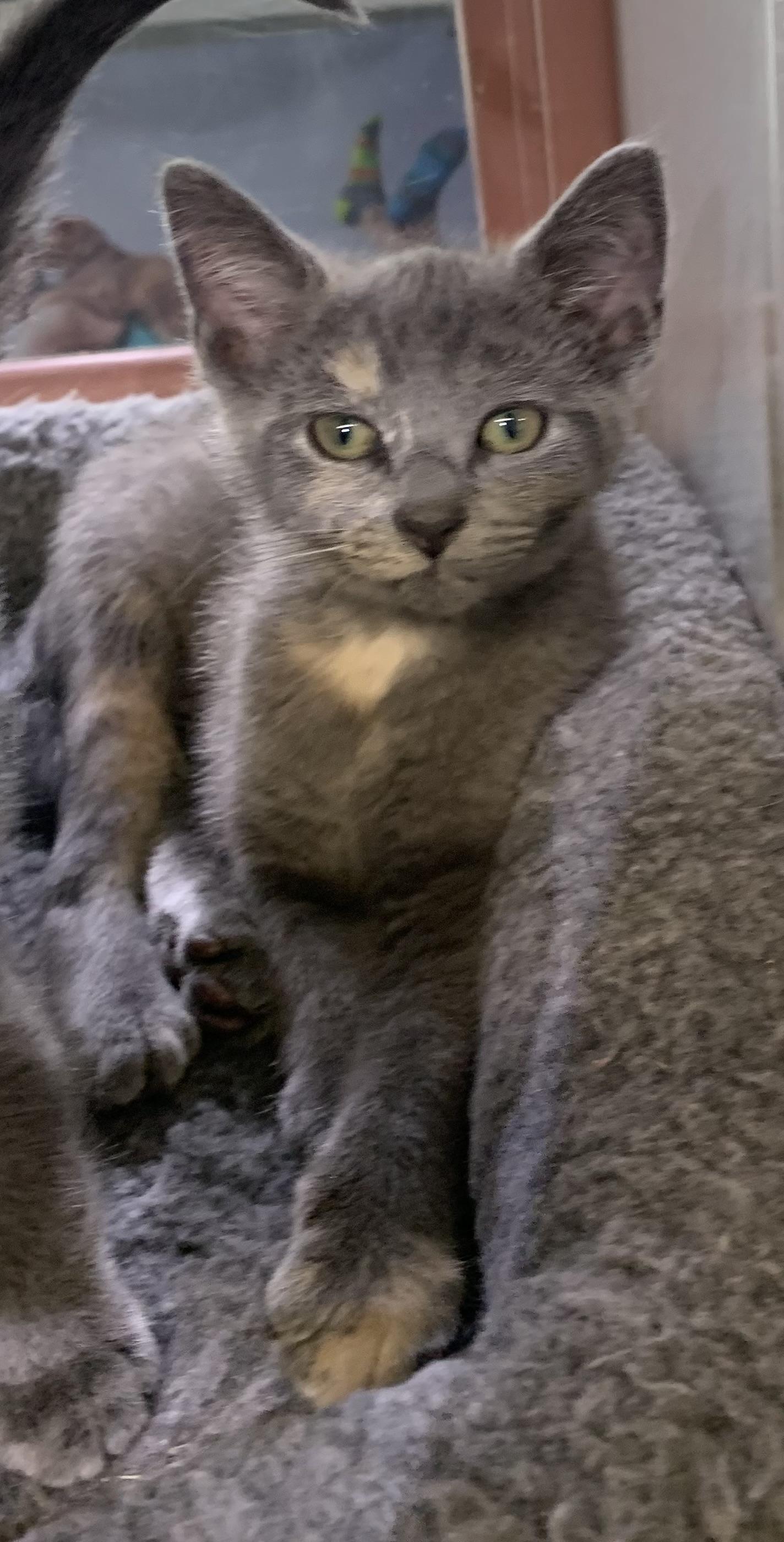 Gracie, ADOPTABLE, Kitten Female Domestic Short Hair.