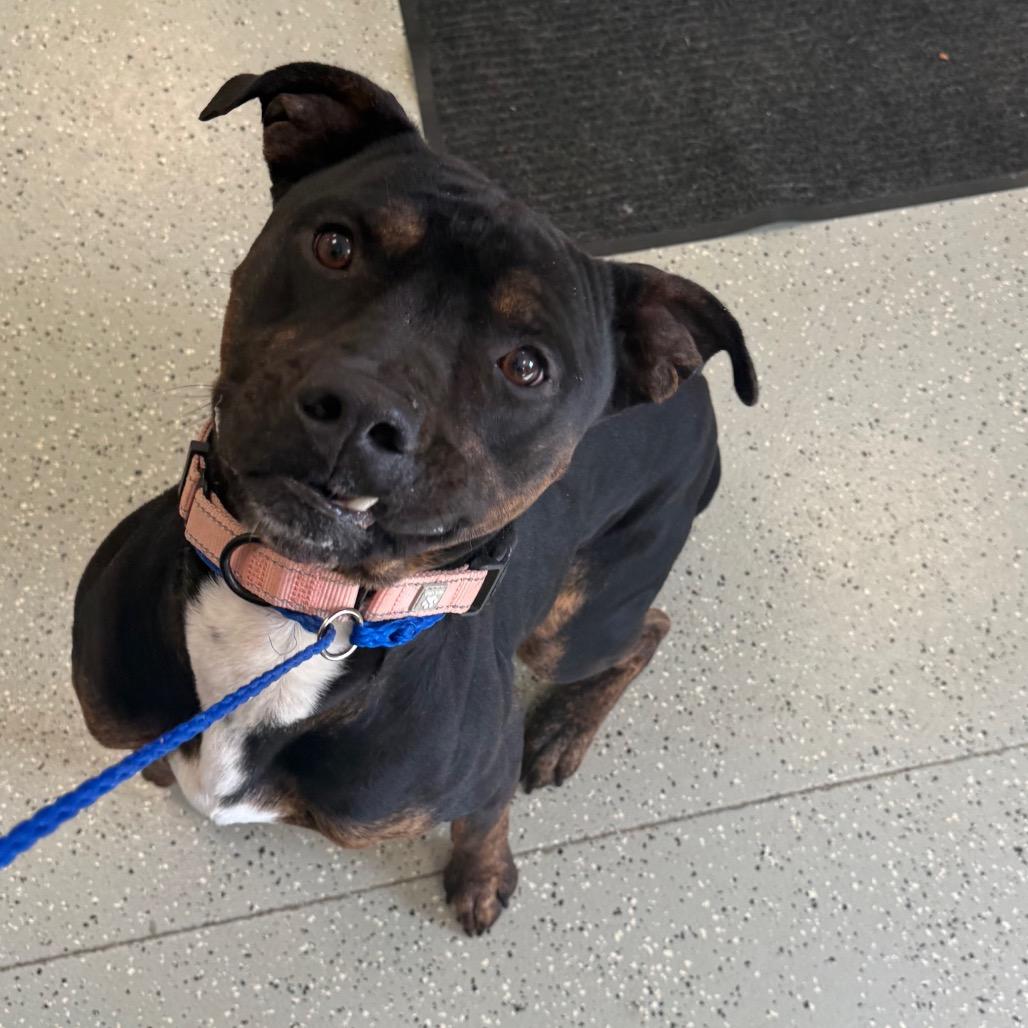 Manny, Adoptable, Adult Male Pit Bull Terrier & Mixed Breed.