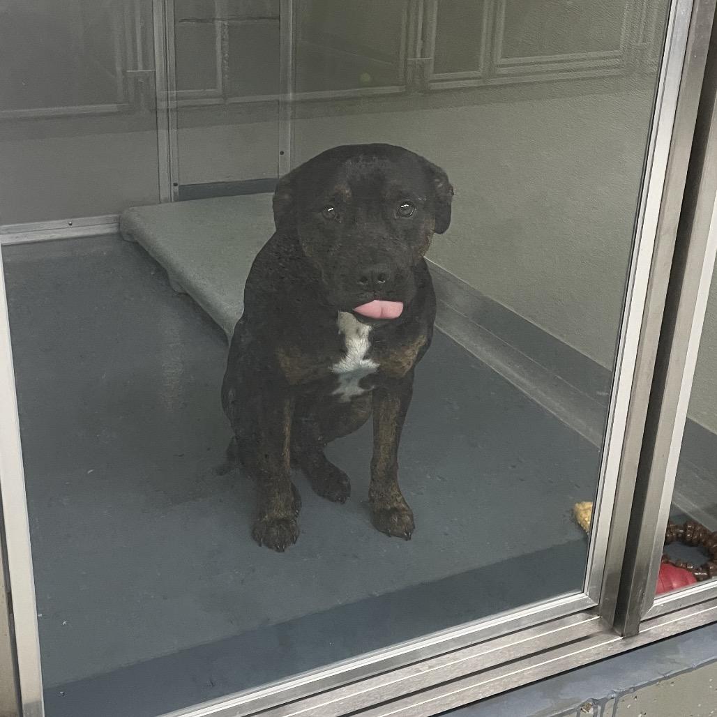 Enlarge Manny, a Adoptable mixed breed in Galax, VA image 1/4