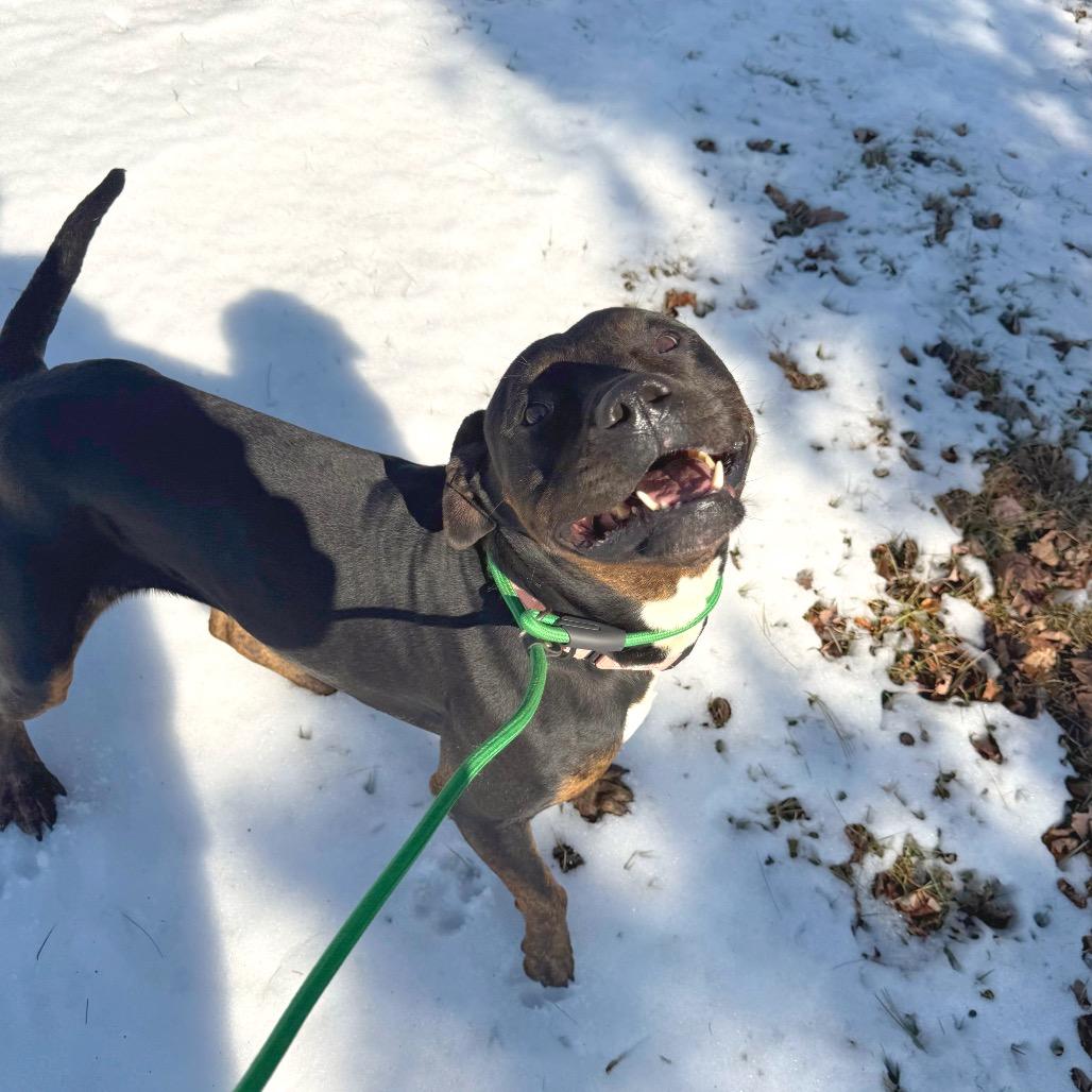 Enlarge Manny, a Adoptable mixed breed in Galax, VA image 2/4