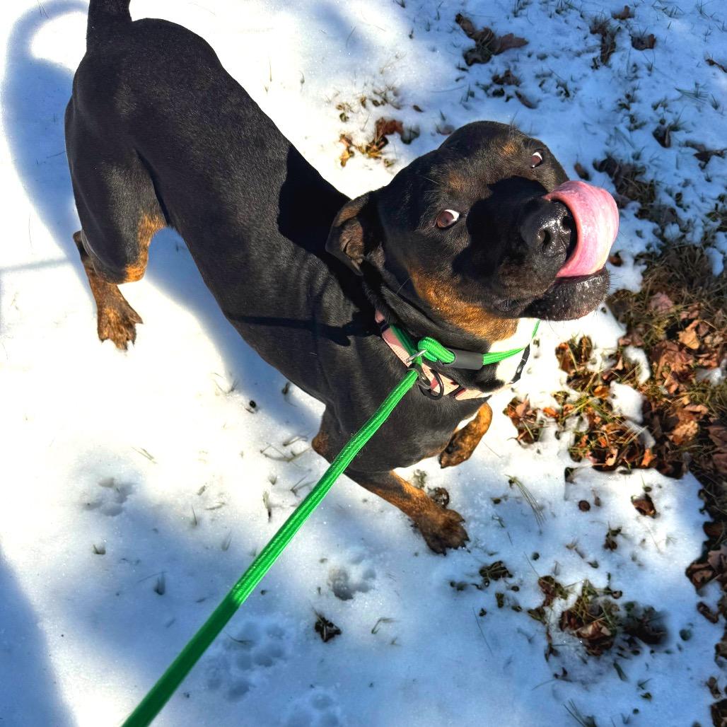 Enlarge Manny, a Adoptable mixed breed in Galax, VA image 3/4