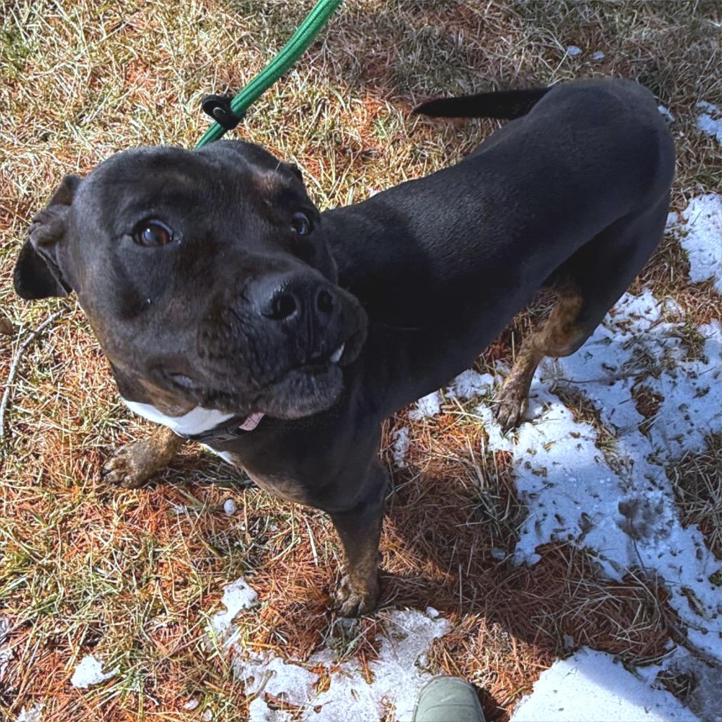 Enlarge Manny, a Adoptable mixed breed in Galax, VA image 4/4