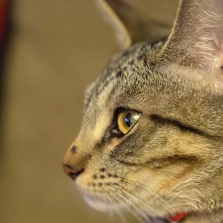 Tico - Bonded w/ Calispell. In foster!, a Adoptable Domestic Short Hair in Flagstaff, AZ image 1/6