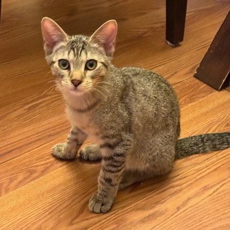 Tico - Bonded w/ Calispell. In foster!, a Adoptable Domestic Short Hair in Flagstaff, AZ image 3/6