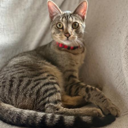 Tico - Bonded w/ Calispell. In foster!, a Adoptable Domestic Short Hair in Flagstaff, AZ image 4/6