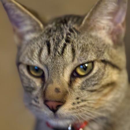 Tico - Bonded w/ Calispell. In foster!, a Adoptable Domestic Short Hair in Flagstaff, AZ image 5/6