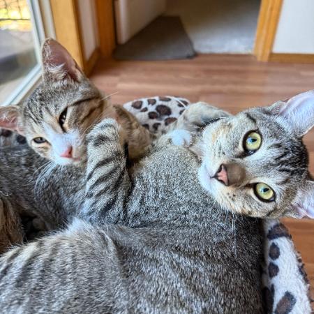 Tico - Bonded w/ Calispell. In foster!, a Adoptable Domestic Short Hair in Flagstaff, AZ image 6/6