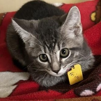 Enlarge Frick - Lots of Fun, a ADOPTABLE Tabby in Hoquiam, WA image 1/4