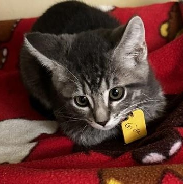 Enlarge Frick - Lots of Fun, a ADOPTABLE Tabby in Hoquiam, WA image 4/4