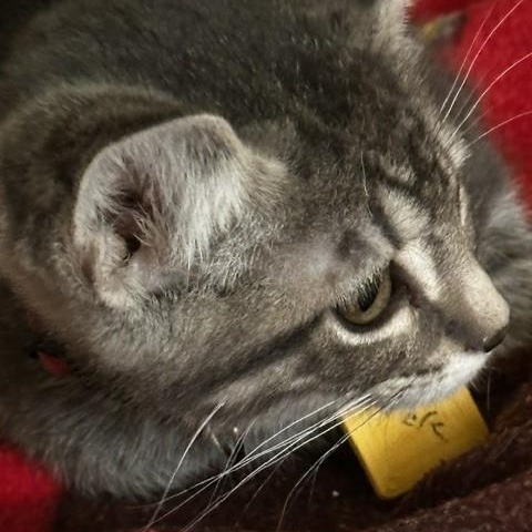 Enlarge Frick - Lots of Fun, a ADOPTABLE Tabby in Hoquiam, WA image 2/4