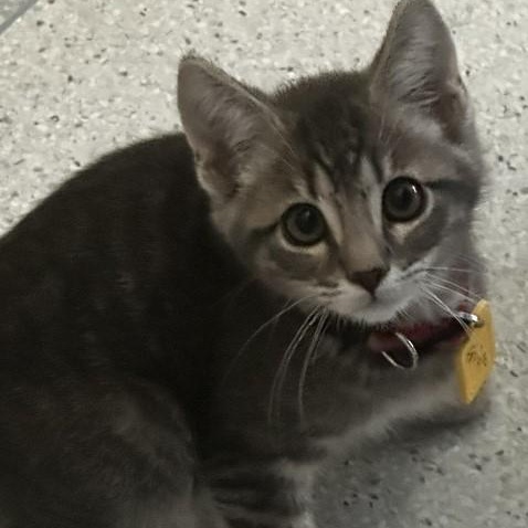 Enlarge Frick - Lots of Fun, a ADOPTABLE Tabby in Hoquiam, WA image 3/4