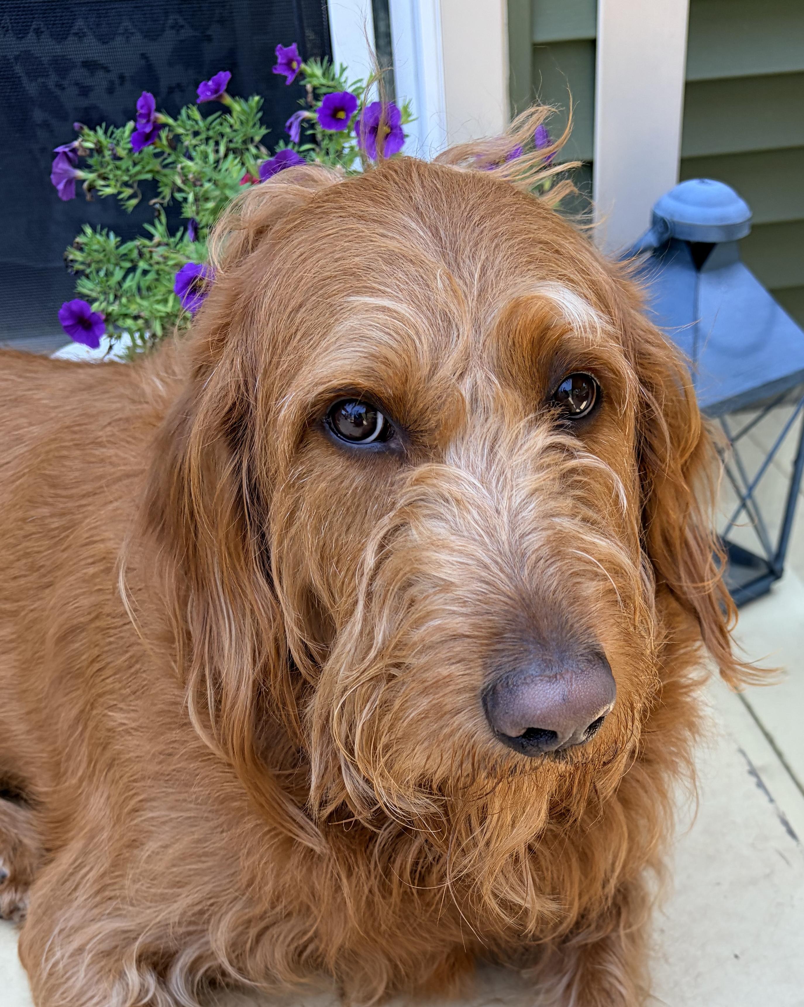 Alex, ADOPTABLE, Adult Male Labradoodle.