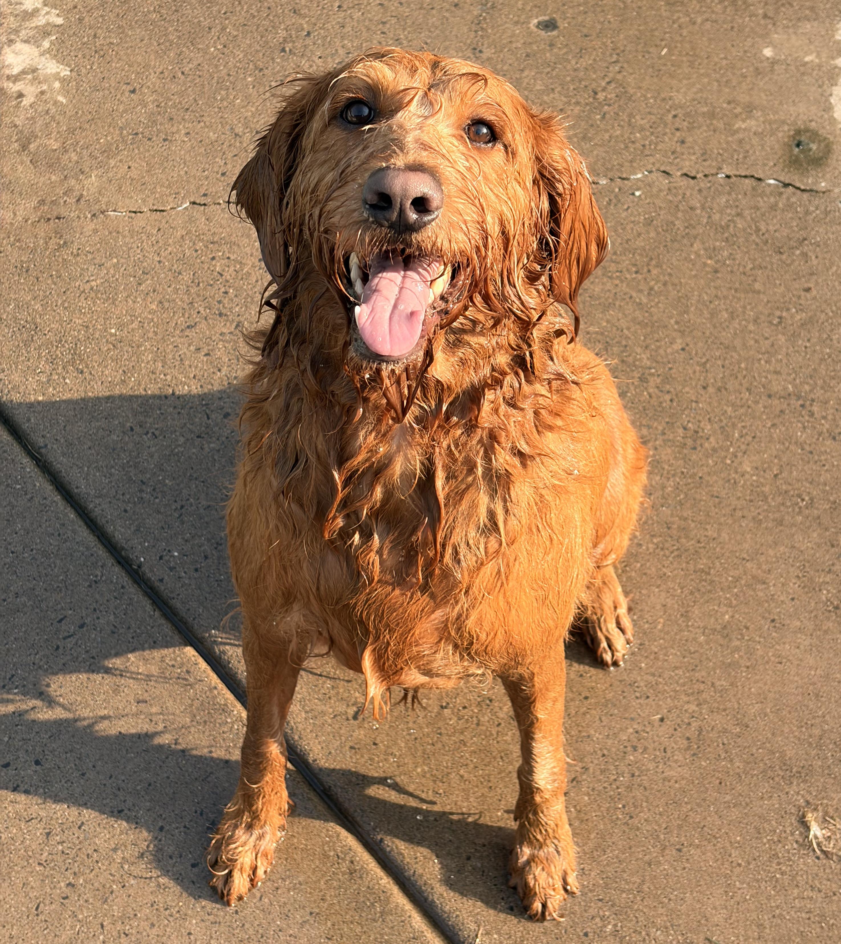 Enlarge Alex, a ADOPTABLE Labradoodle in Jamesville, NY image 3/5