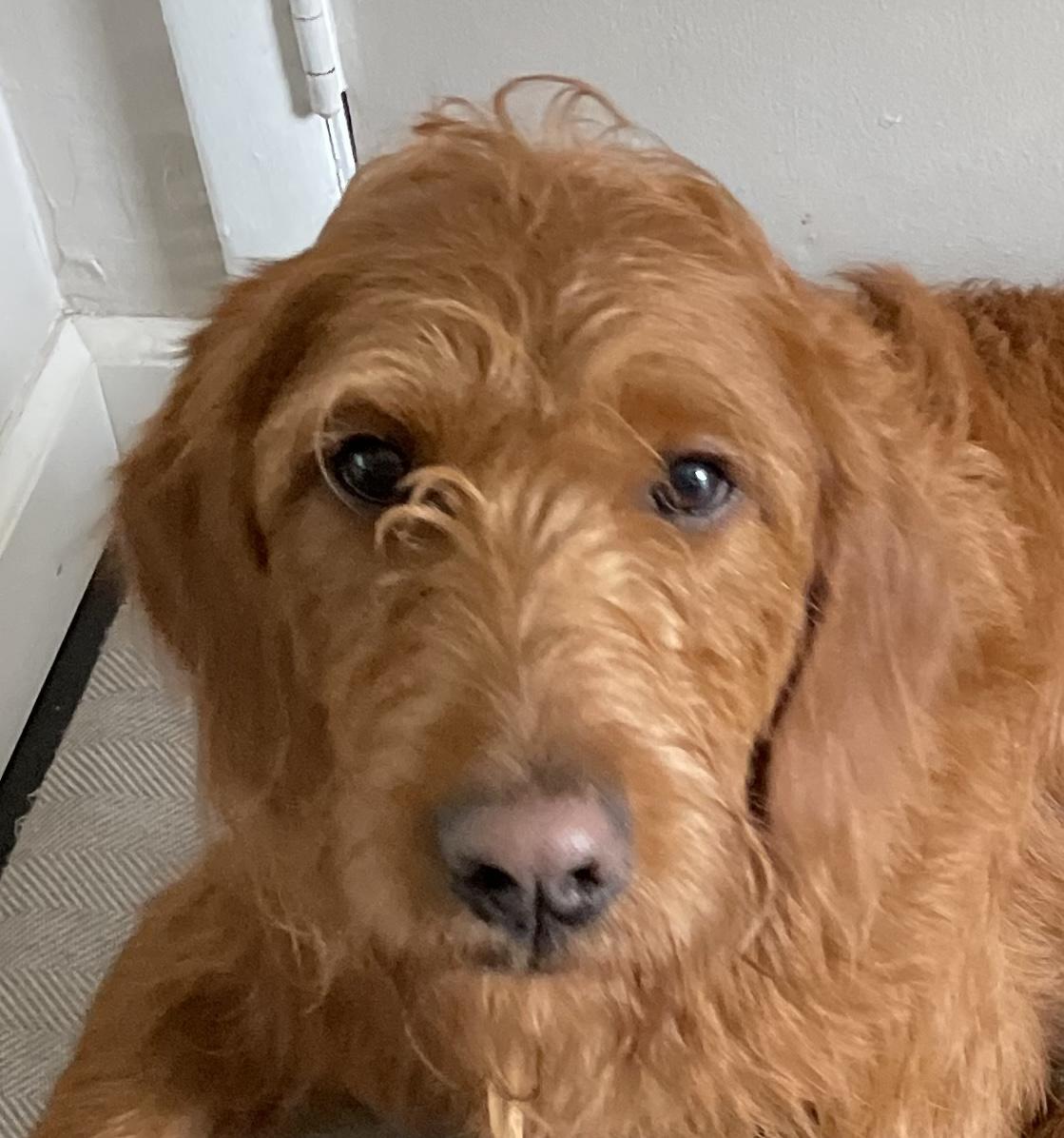 Enlarge Alex, a ADOPTABLE Labradoodle in Jamesville, NY image 5/5