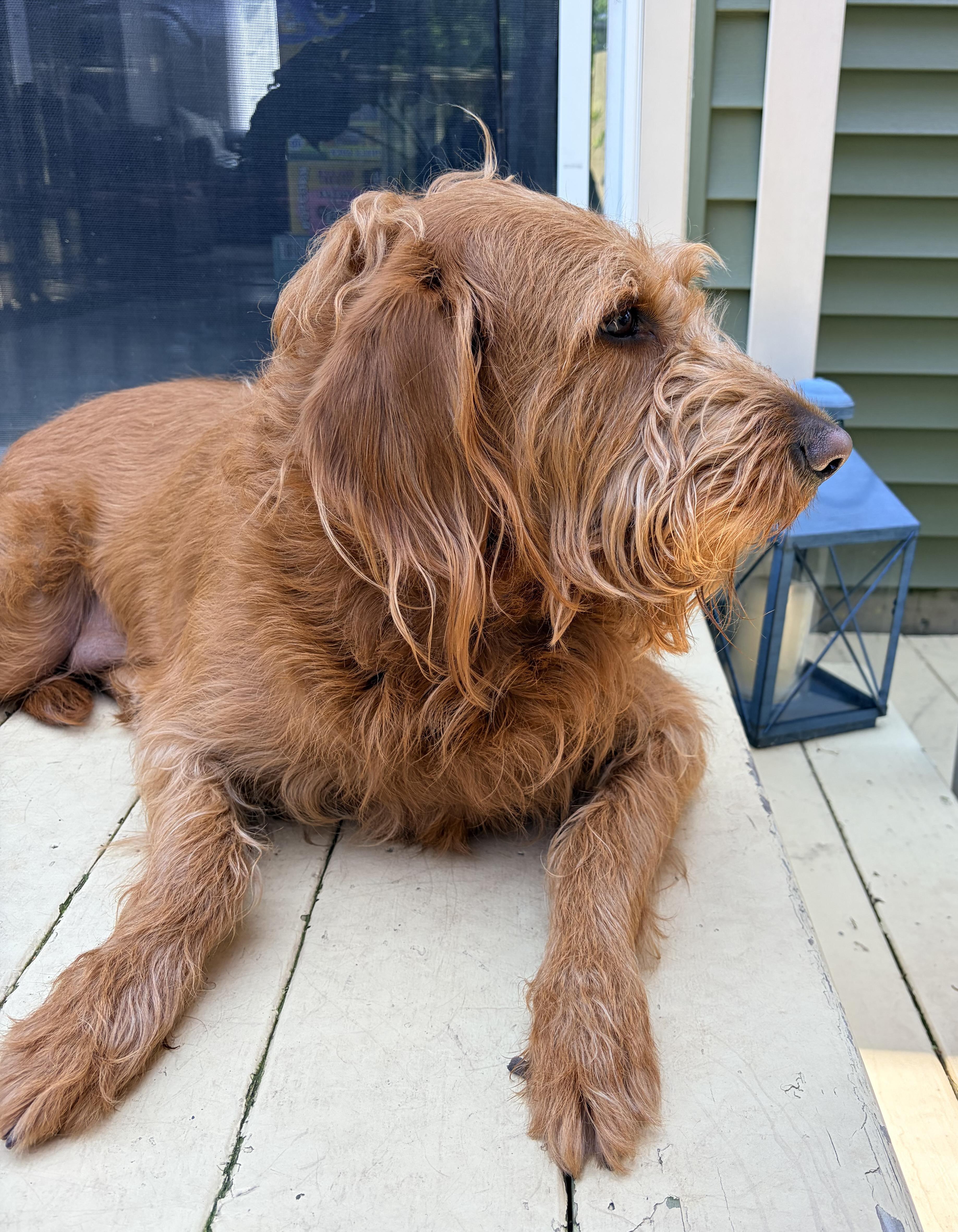 Enlarge Alex, a ADOPTABLE Labradoodle in Jamesville, NY image 4/5