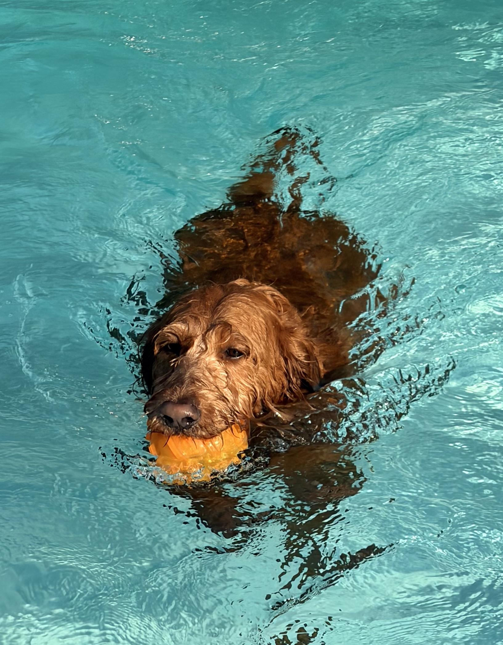 Enlarge Alex, a ADOPTABLE Labradoodle in Jamesville, NY image 2/5