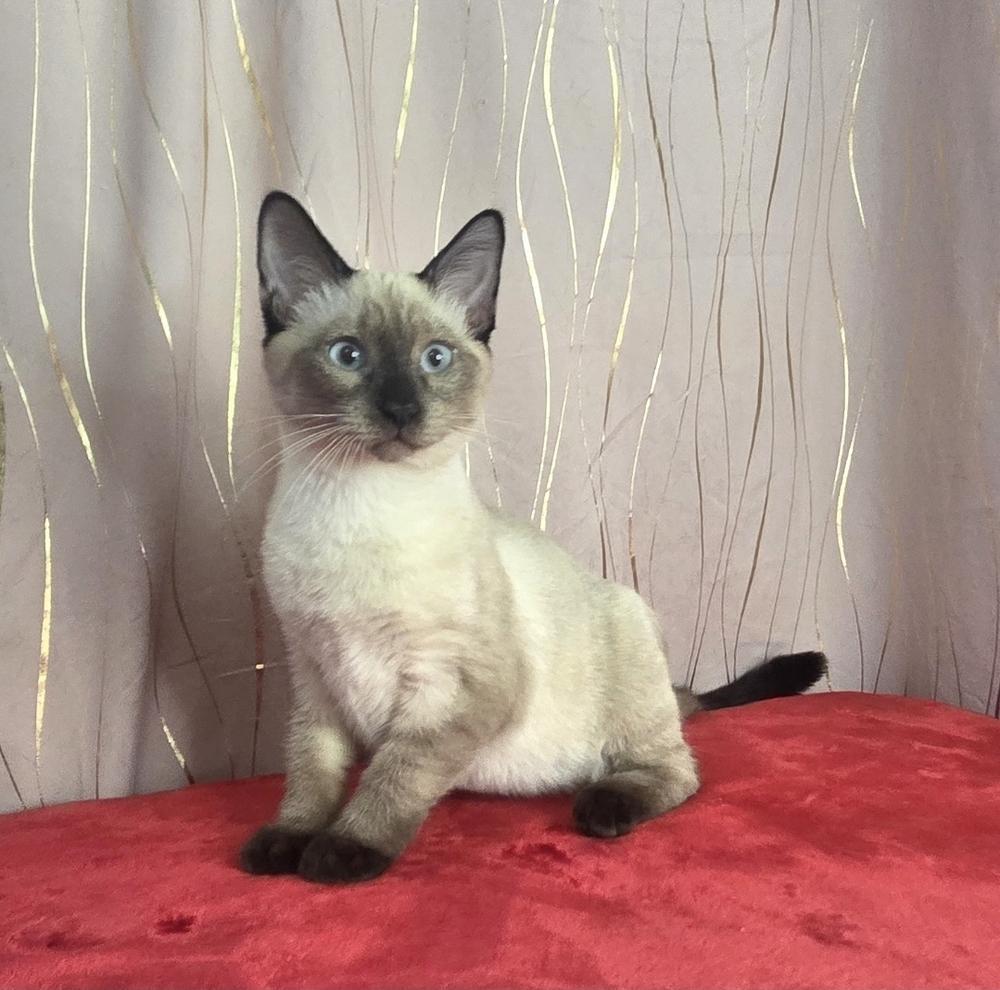 Inosuke, a Adoptable Siamese image 1/6