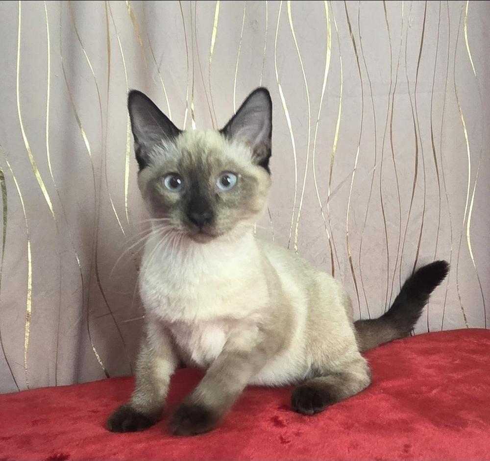 Inosuke, a Adoptable Siamese image 2/6