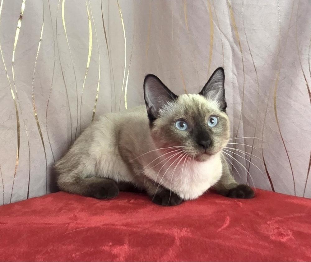 Inosuke, a Adoptable Siamese image 3/6