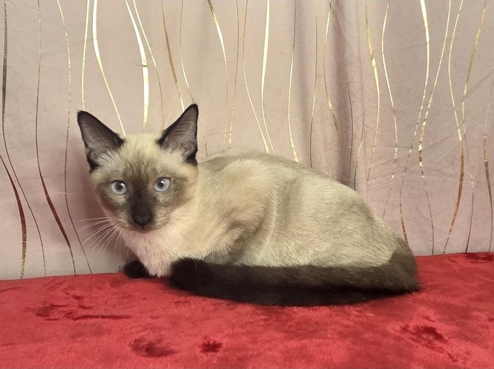 Inosuke, a Adoptable Siamese image 5/6