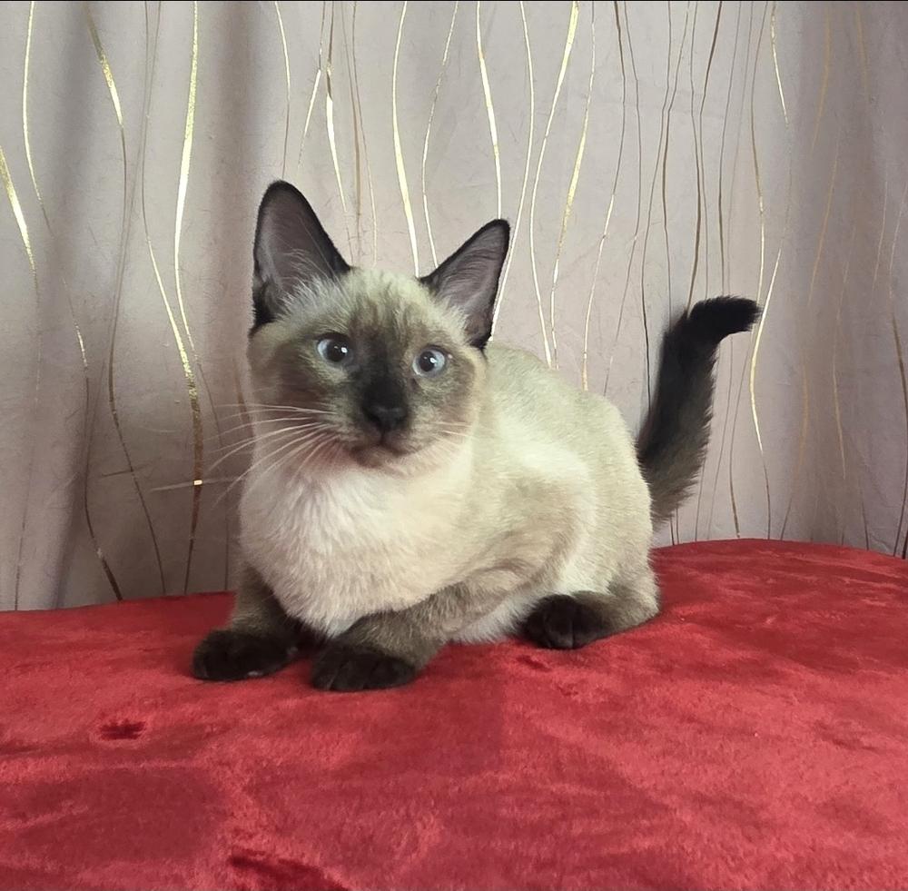 Inosuke, a Adoptable Siamese image 6/6