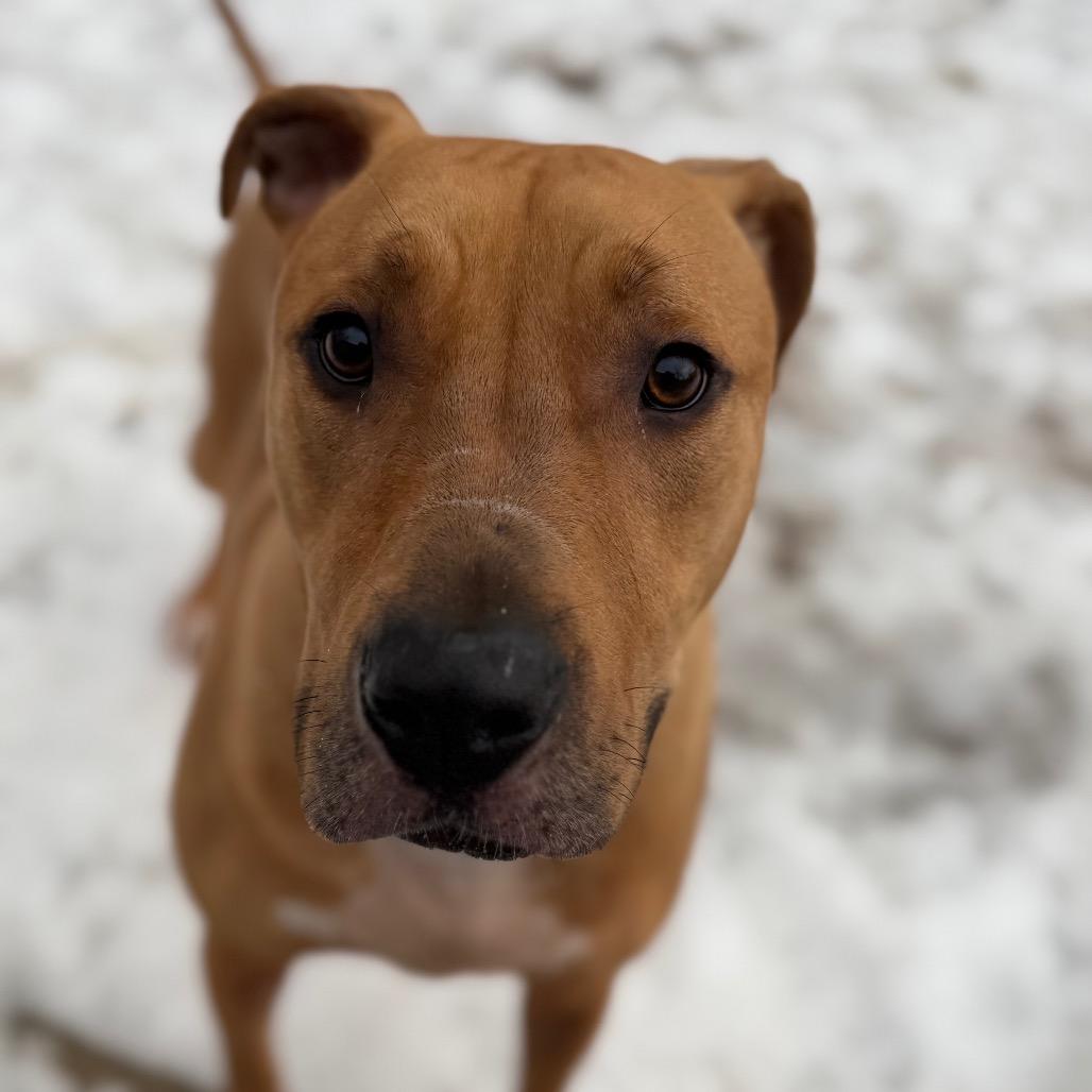 Buddy, Adoptable, Adult Male American Bulldog.
