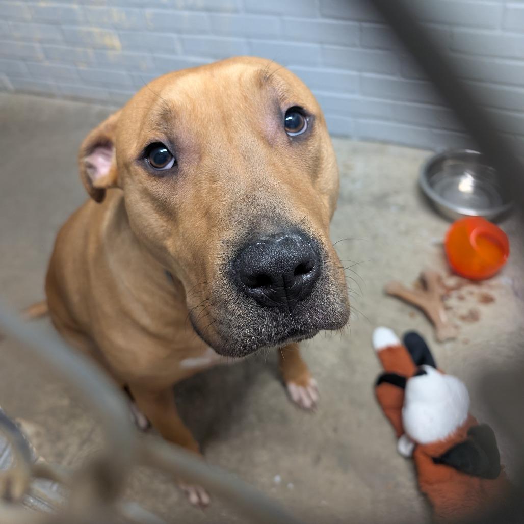 Enlarge Buddy, a Adoptable mixed breed in Watertown, NY image 2/4