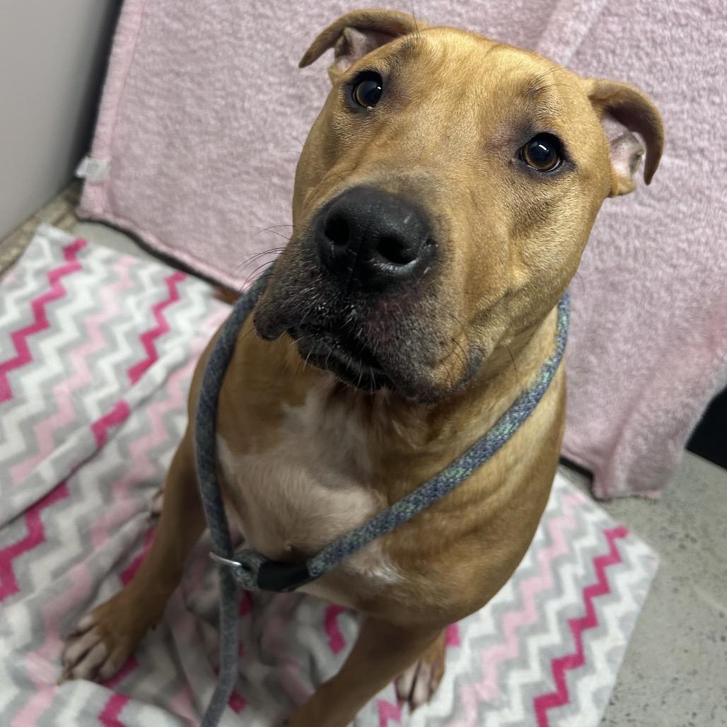 Enlarge Buddy, a Adoptable mixed breed in Watertown, NY image 3/4