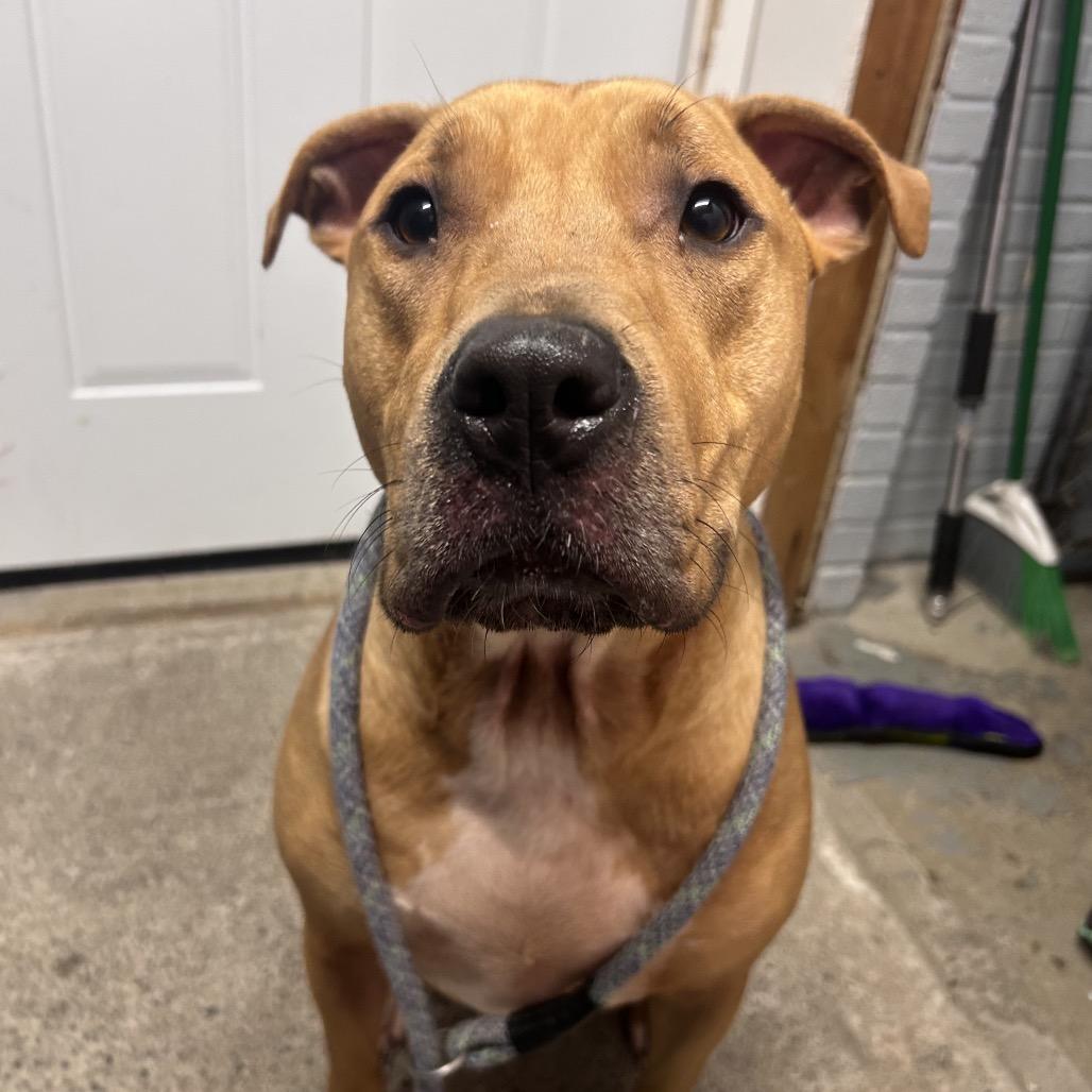 Enlarge Buddy, a Adoptable mixed breed in Watertown, NY image 4/4