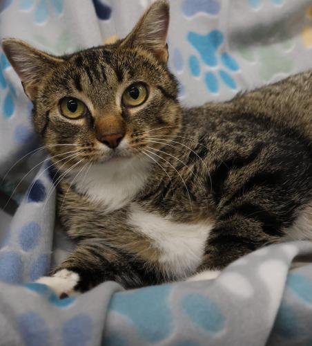 Mila, Adoptable, Young Female Domestic Short Hair.