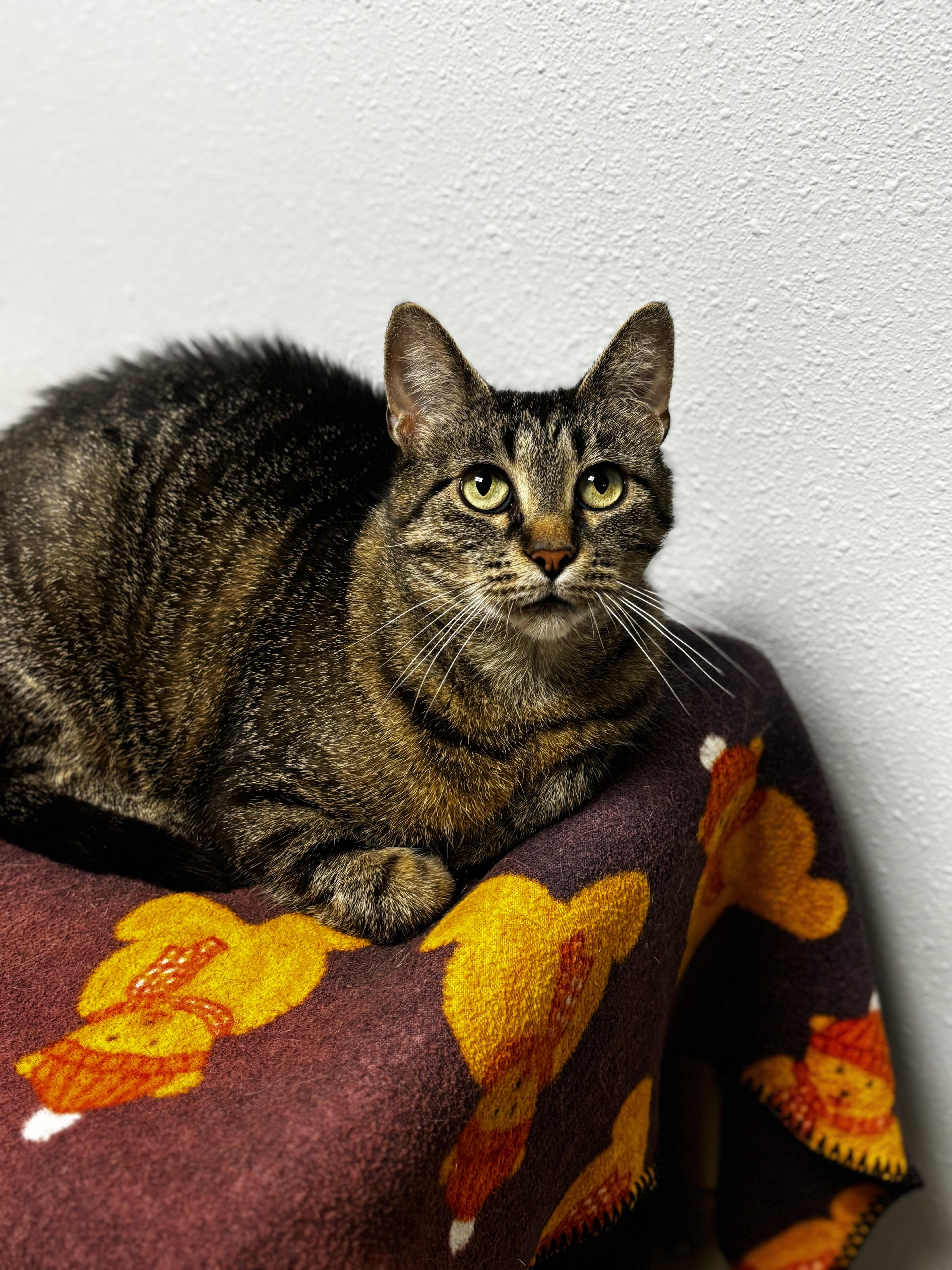 Amaretta, a ADOPTABLE Domestic Short Hair in Dodgeville, WI image 5/5