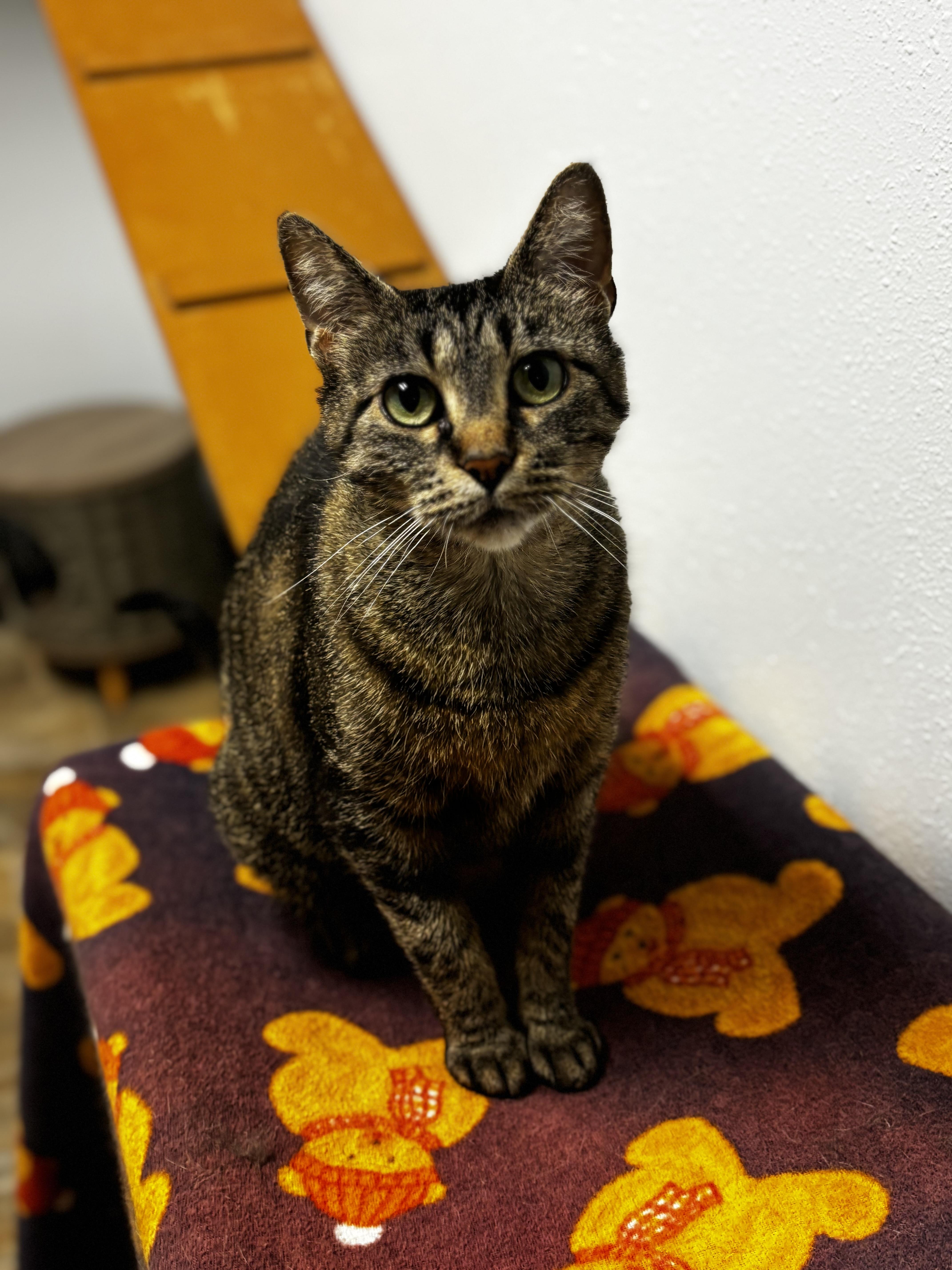 Amaretta, a ADOPTABLE Domestic Short Hair in Dodgeville, WI image 4/5