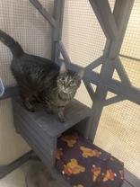 Enlarge Amaretta, a ADOPTABLE Domestic Short Hair in Dodgeville, WI image 2/2