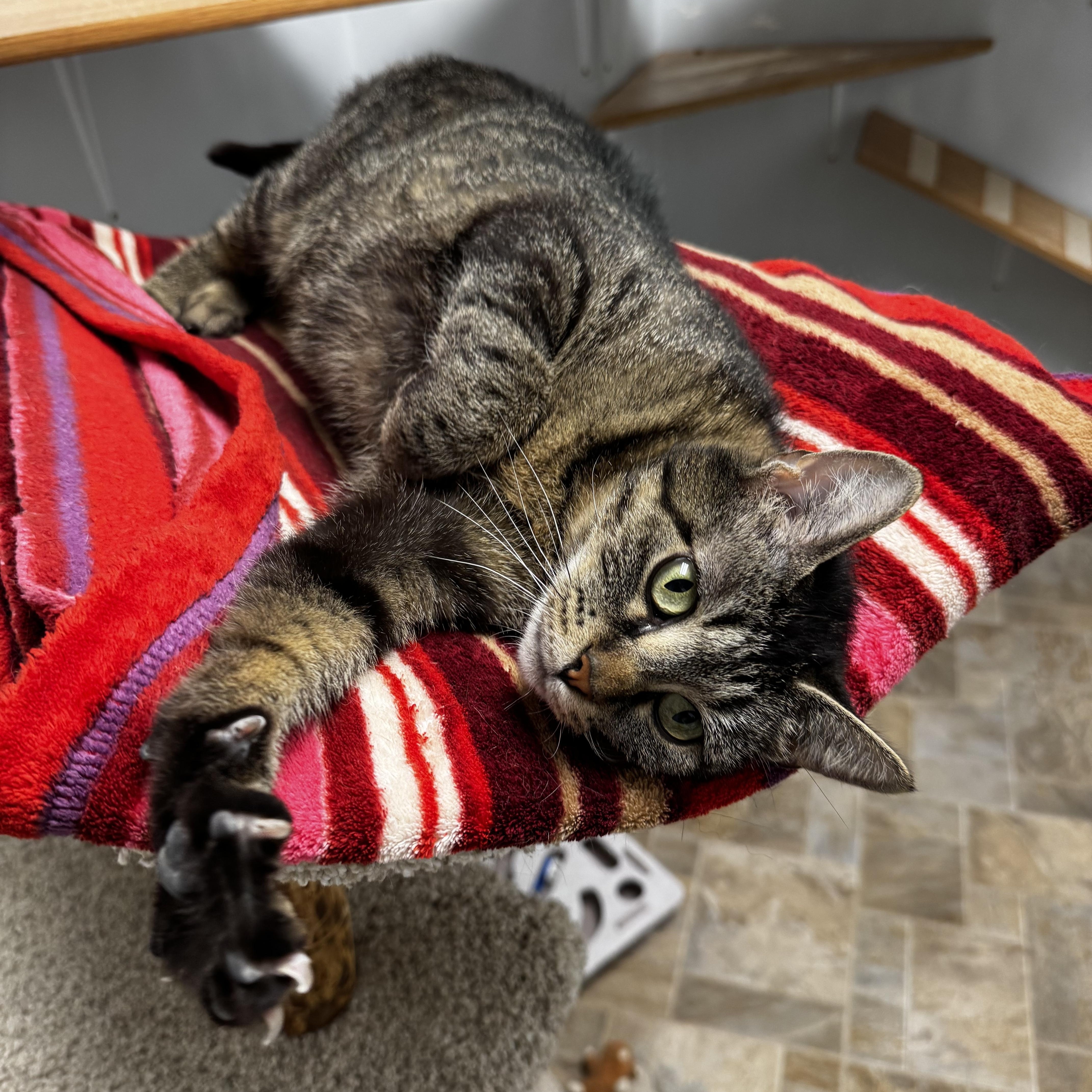 Amaretta, a ADOPTABLE Domestic Short Hair in Dodgeville, WI image 2/5