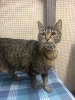 Amaretta, ADOPTABLE, Adult Female Domestic Short Hair.