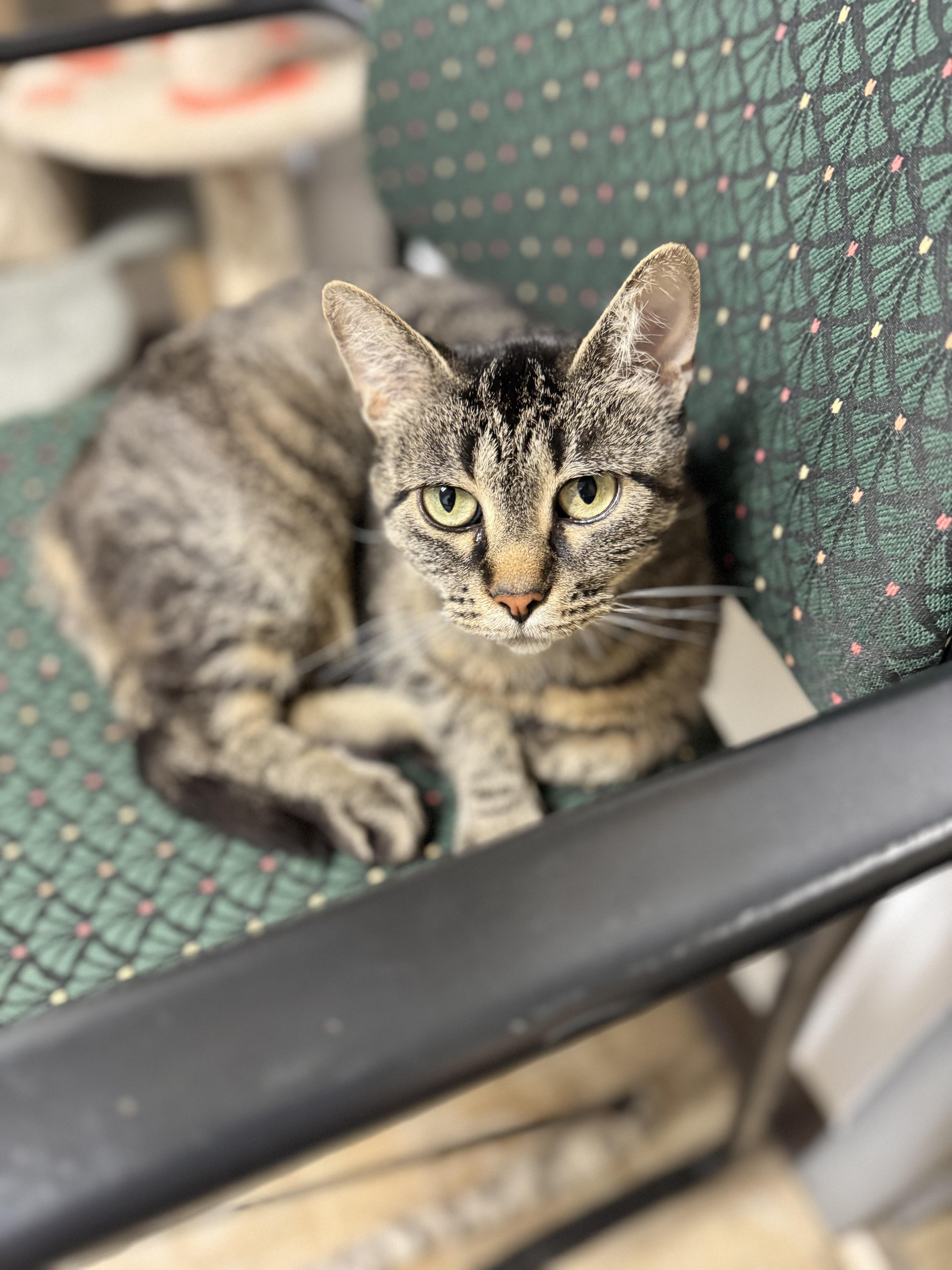 Amaretta, ADOPTABLE, Adult Female Domestic Short Hair.