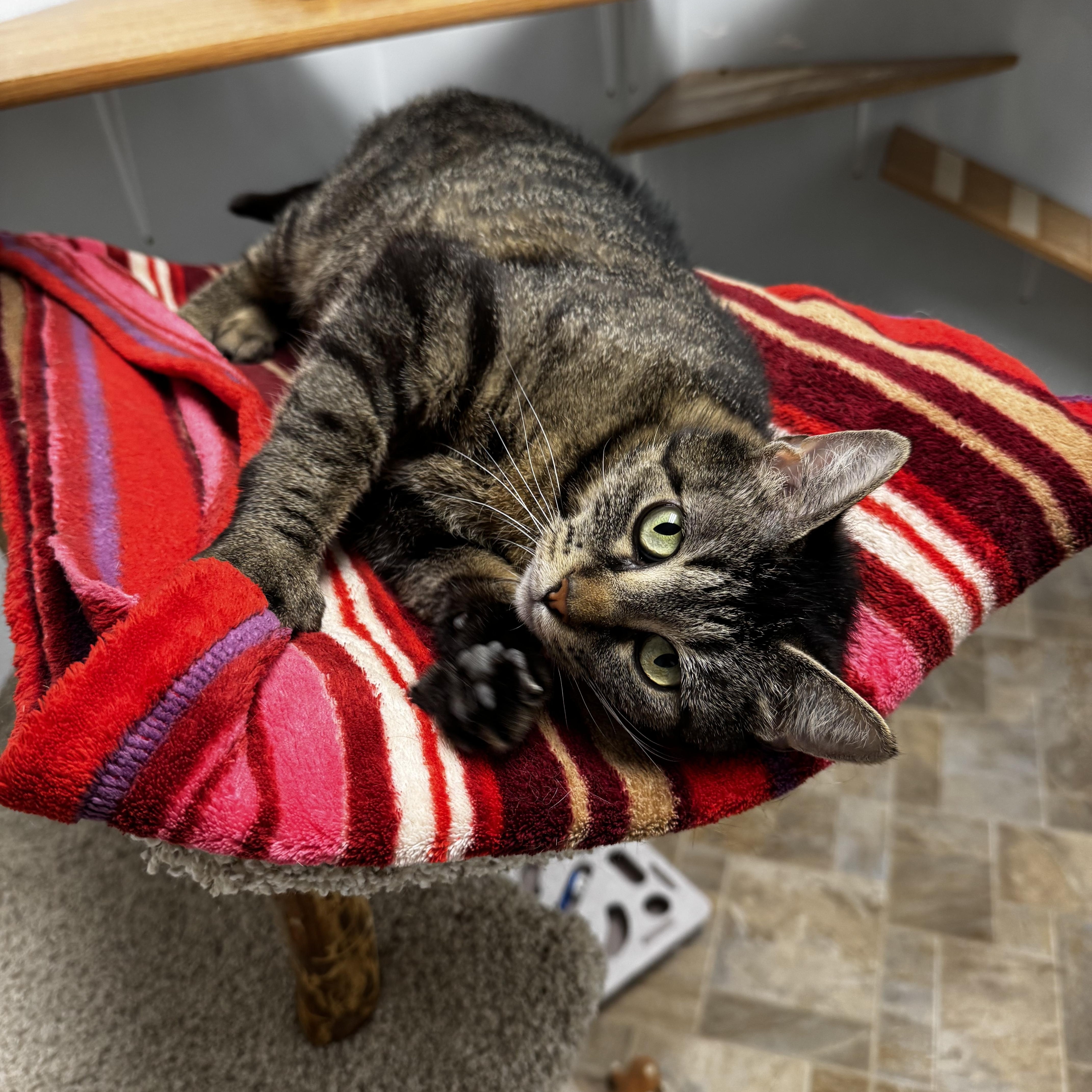 Amaretta, a ADOPTABLE Domestic Short Hair in Dodgeville, WI image 3/5