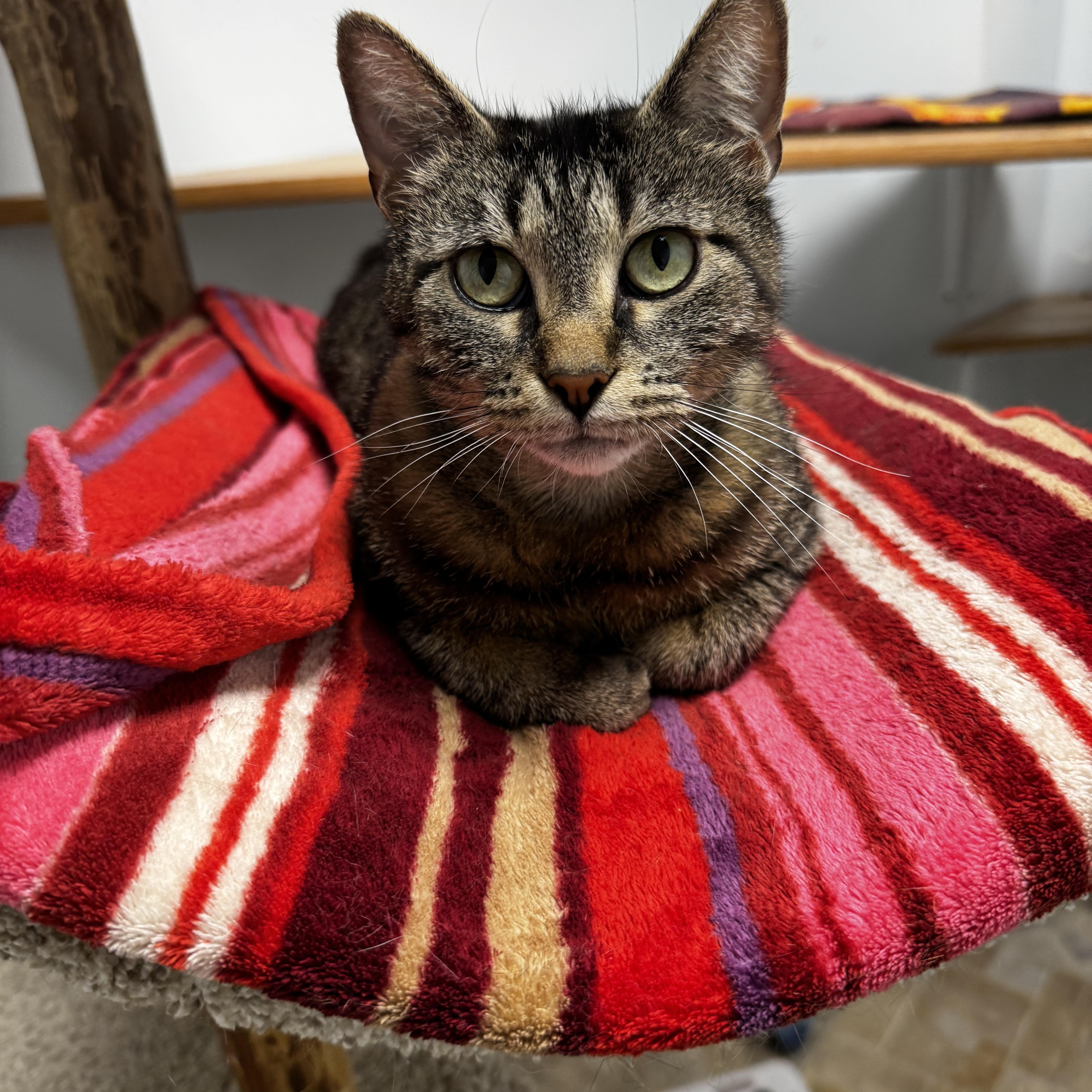 Amaretta, ADOPTABLE, Adult Female Domestic Short Hair.