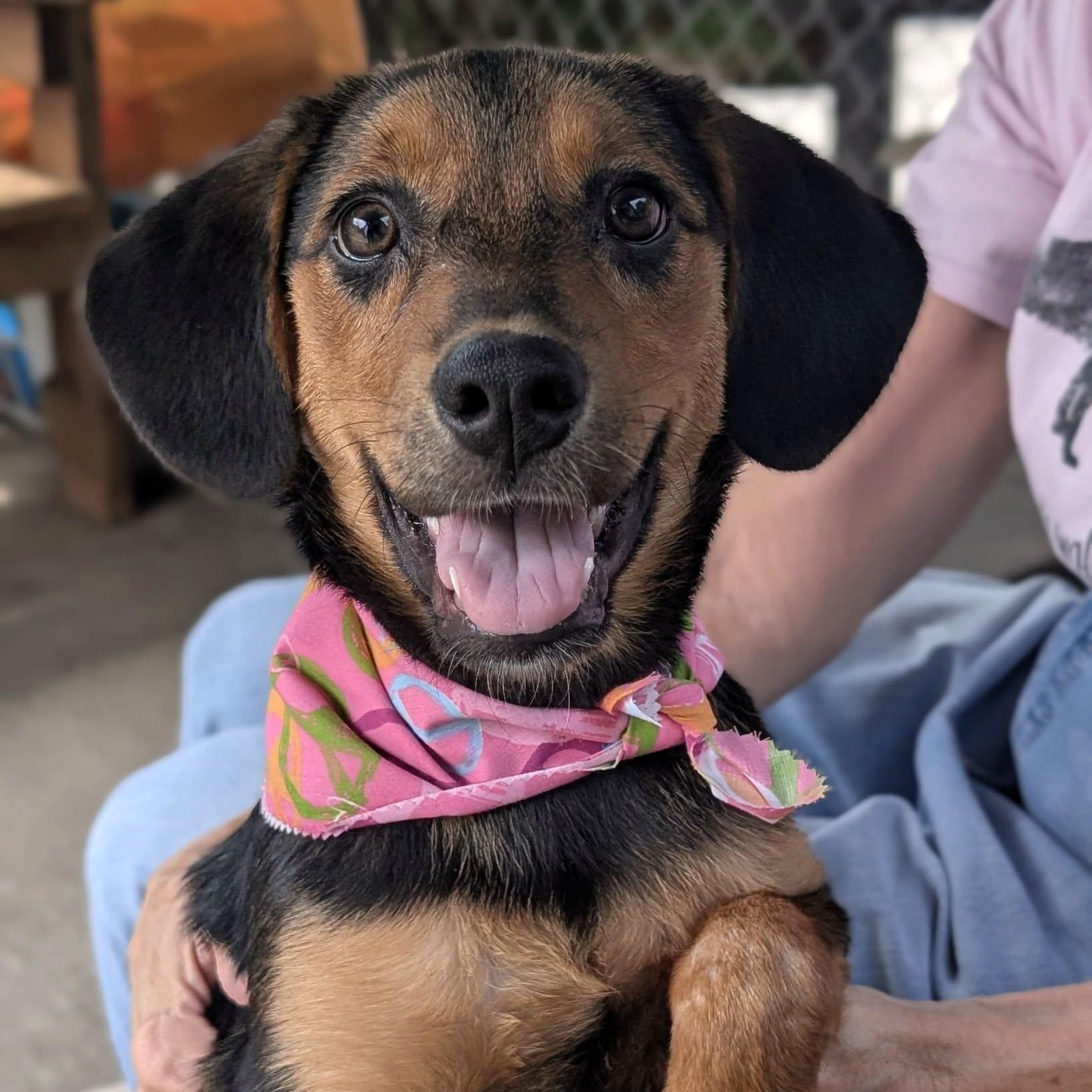 Enlarge French Pea, a Adoptable mixed breed in House Springs, MO image 1/1