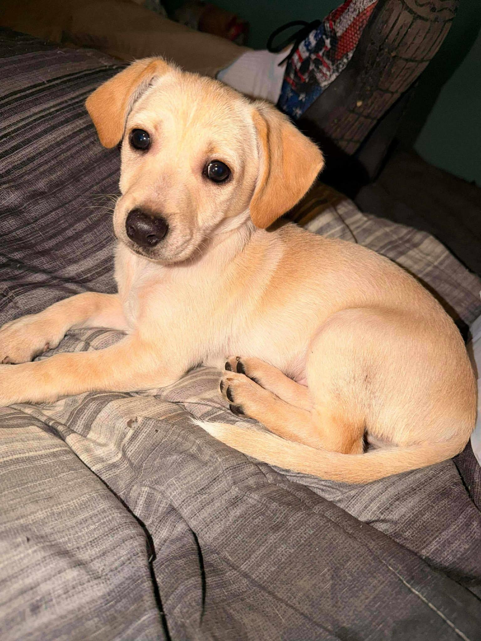 Enlarge hopper, a Adoptable mixed breed in MARION, IN image 1/1