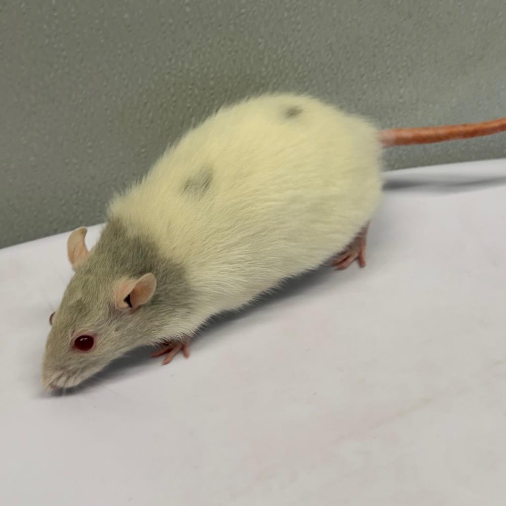 Eliott, a Adoptable Rat in Tampa, FL image 1/2
