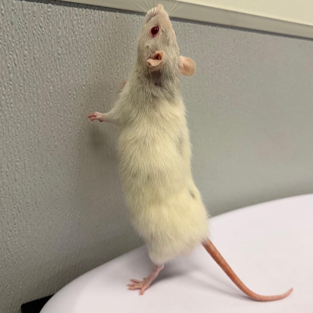 Eliott, a Adoptable Rat in Tampa, FL image 2/2