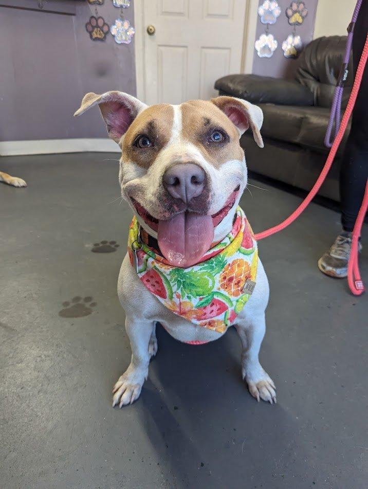 Enlarge Bre, a Adoptable mixed breed in Mission, KS image 2/2