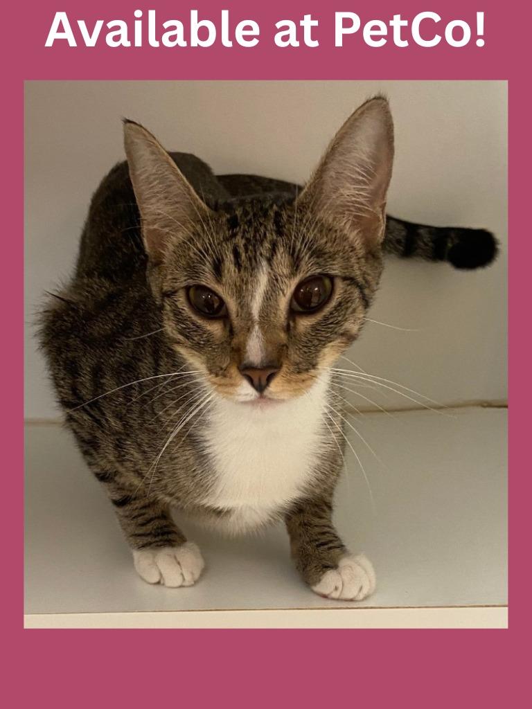 PetCo Condo #3 Lily, Adoptable, Young Female Domestic Short Hair & Mixed Breed.