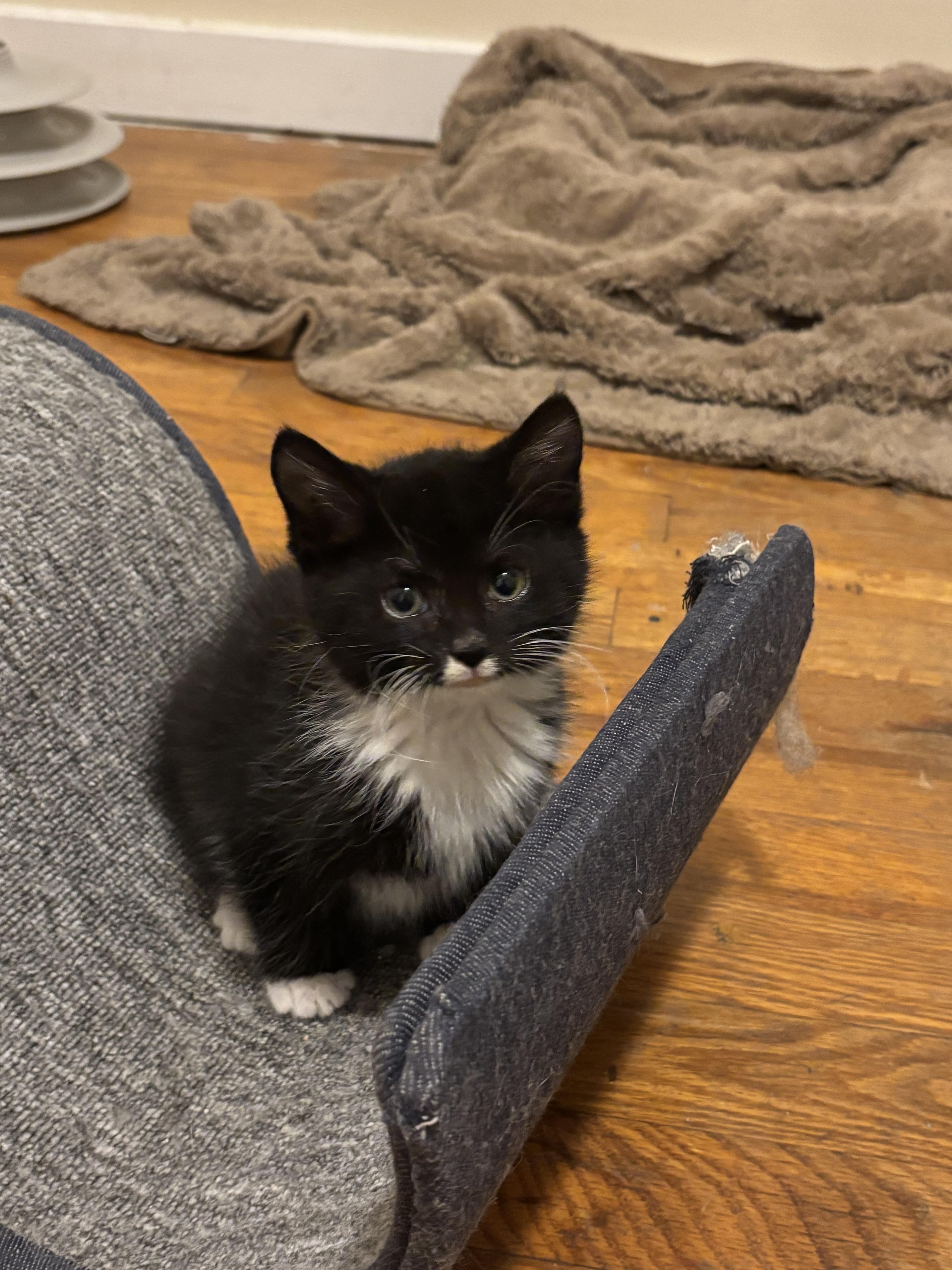 Silk, Adopted, Young Female Domestic Medium Hair.