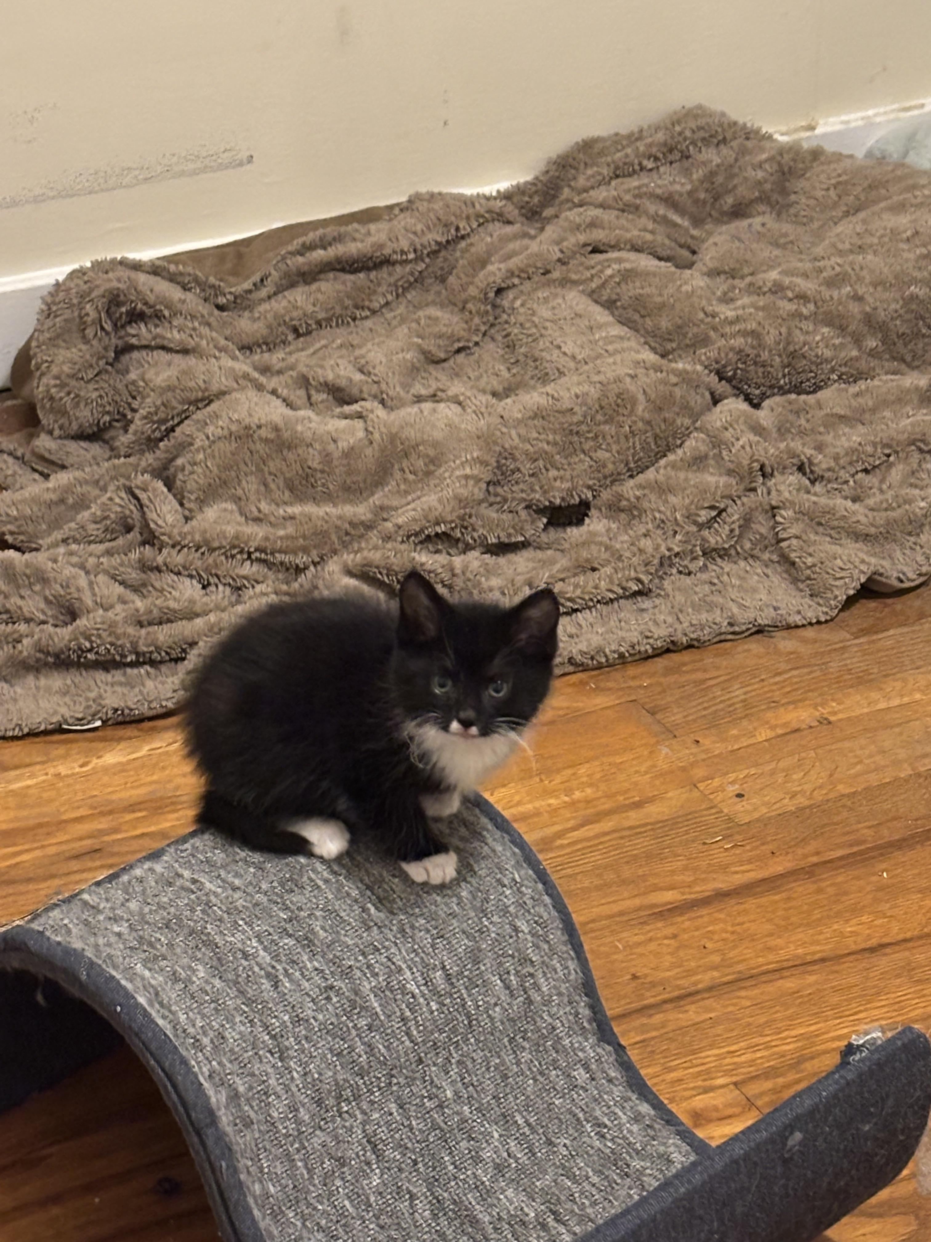 Enlarge Silk, a Adopted Domestic Medium Hair in Bethel Park, PA image 2/2