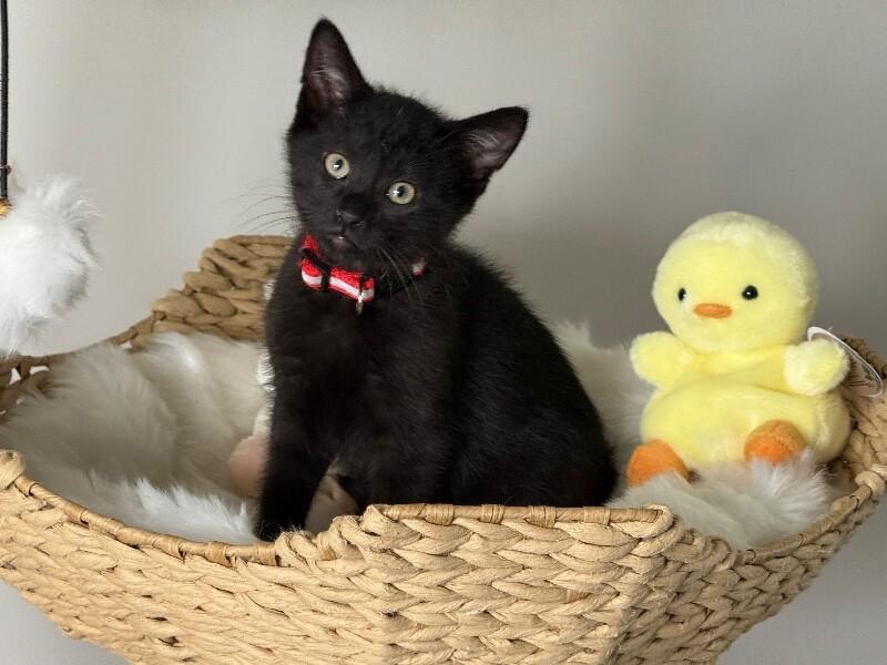 Stefan, Adoptable, Young Male Domestic Short Hair.