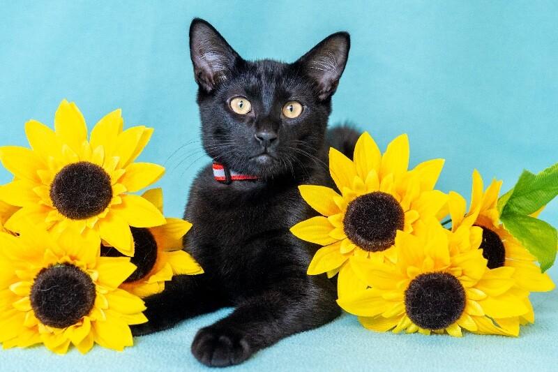 Stefan, Adoptable, Young Male Domestic Short Hair.