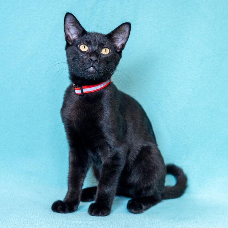 Enlarge Stefan, a Adoptable Domestic Short Hair in North Babylon, NY image 2/4